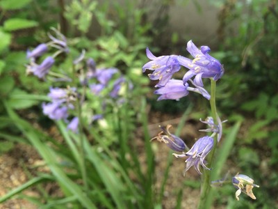 20150423172623.22ランチ.jpg